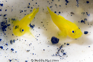 Lembeh,nikon d2x 60mm macro by Puddu Massimo 